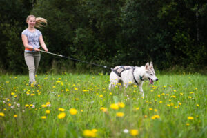 Husky Walk