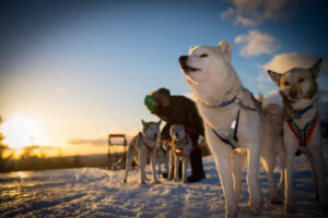 Spruce Island Husky
