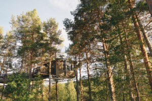 Fågelnäste i trätopp
