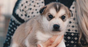 Husky valp
