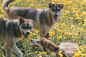 Husky valpar