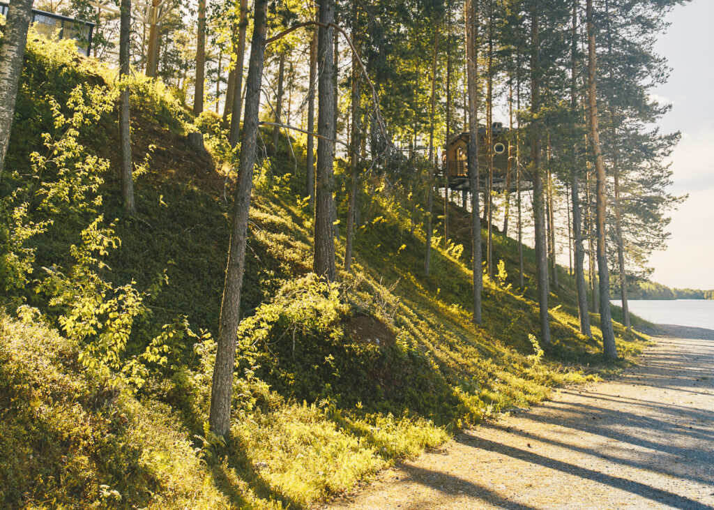 Fågelnäste vid stranden sommar