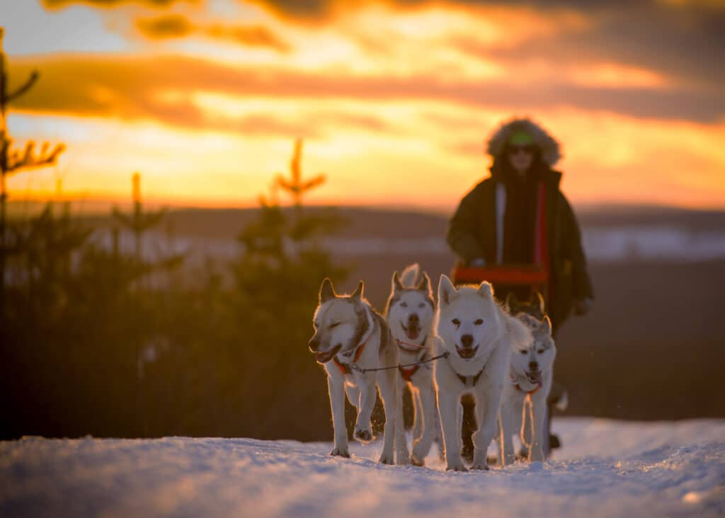 Hundspann i solnedgång