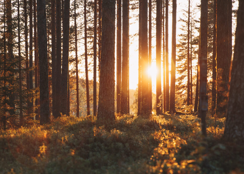 solstrålar genom skogen sommar