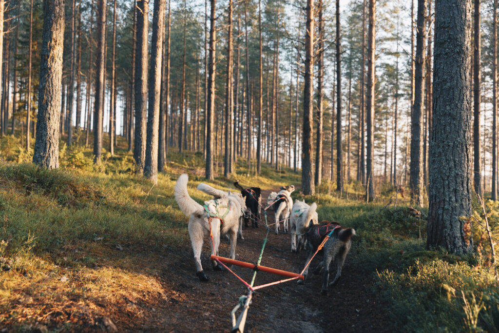 Hundspann på hjul