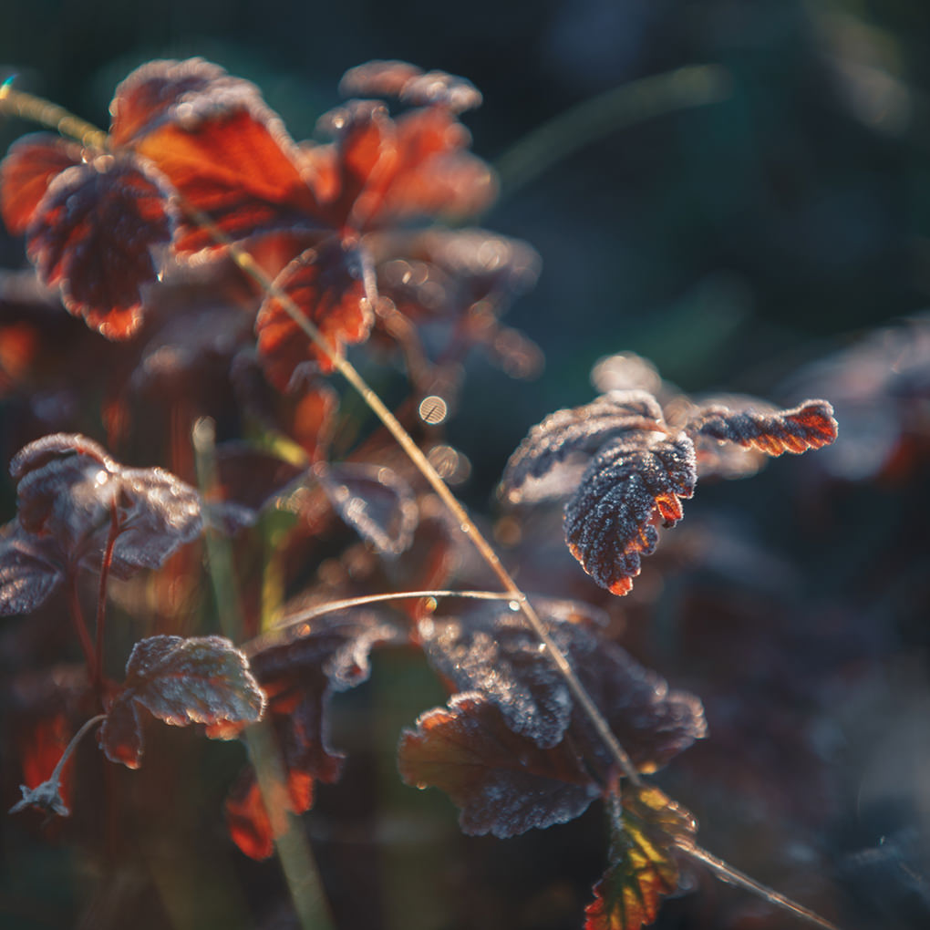 Höst frost på blad