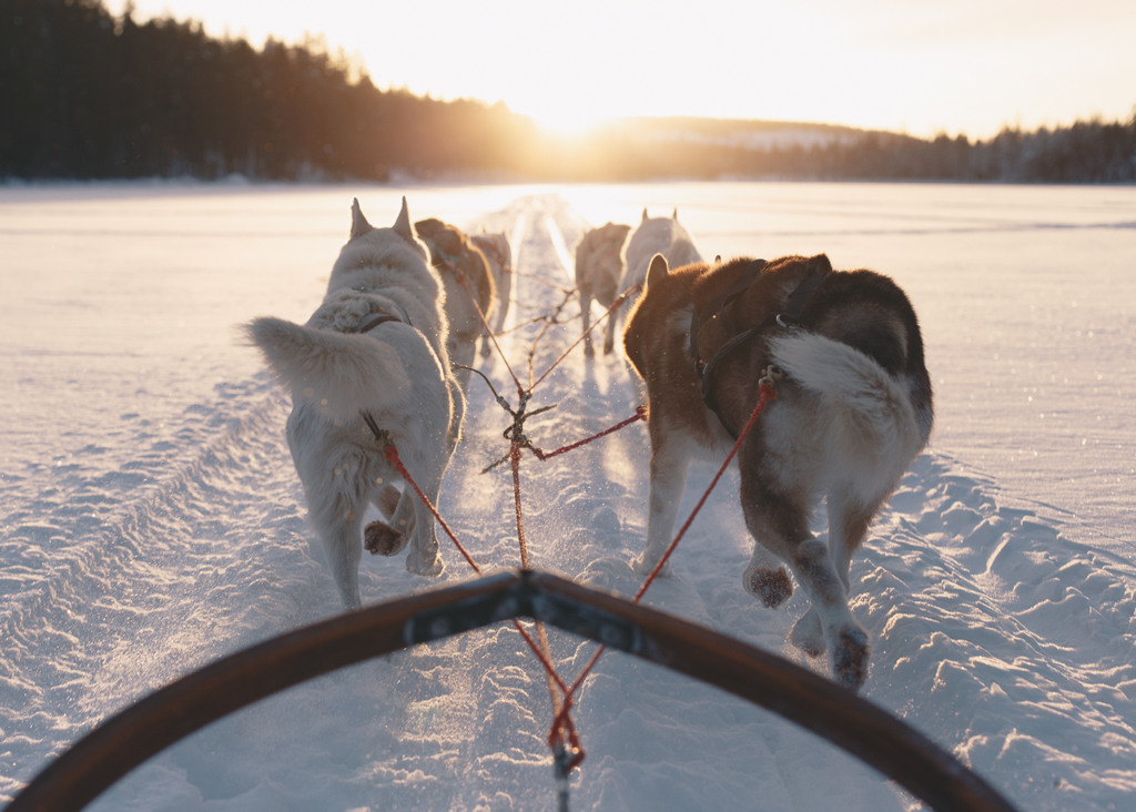 Husky hundar drar en släde i snön. Husky dogs pulling a sled in the snow.
