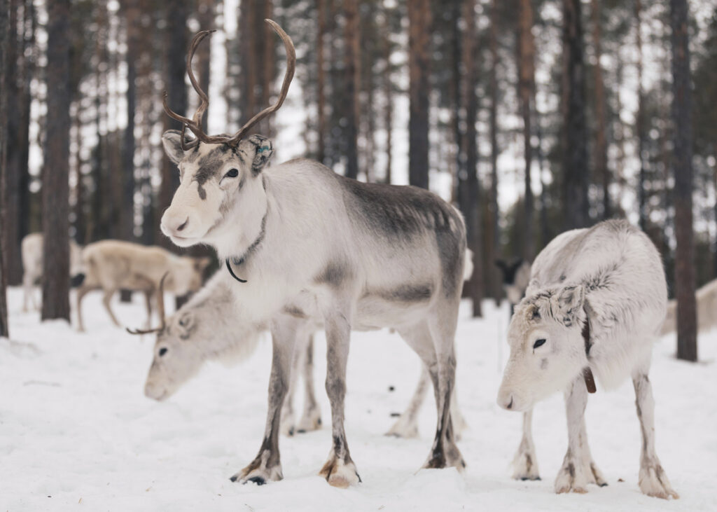A couple of reindeers that are standing in the snow.