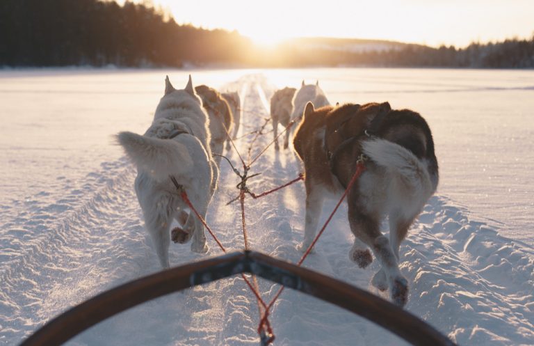 Husky hundar drar en släde i snön. Husky dogs pulling a sled in the snow.