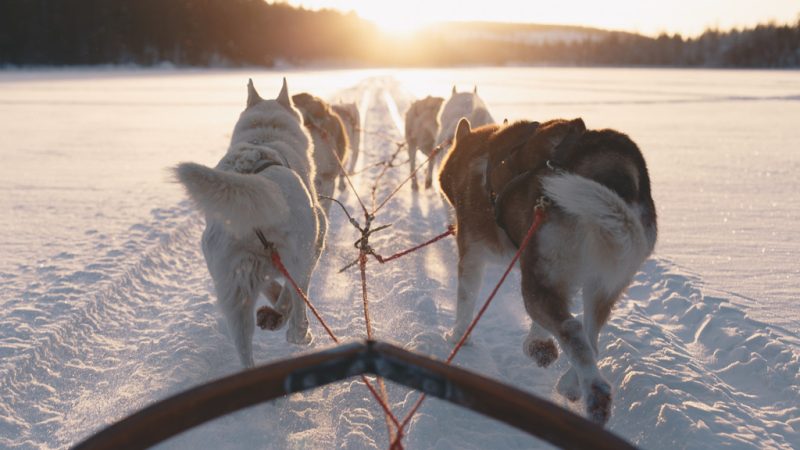 Husky hundar drar en släde i snön. Husky dogs pulling a sled in the snow.