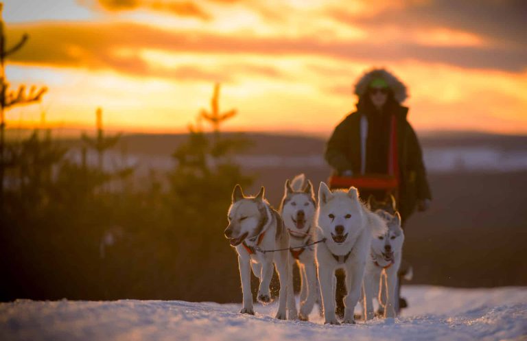 Hundspann i solnedgång