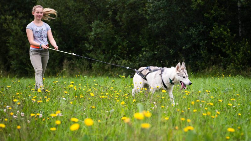 Husky walk