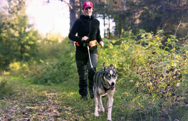 Husky Walk