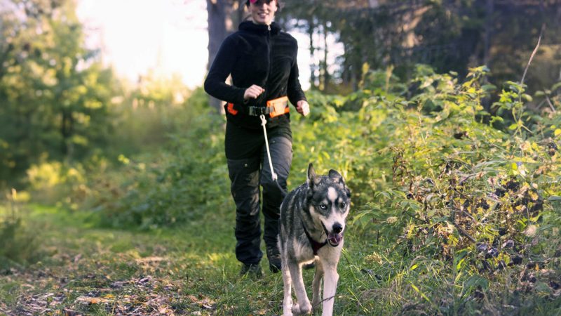 Husky Walk