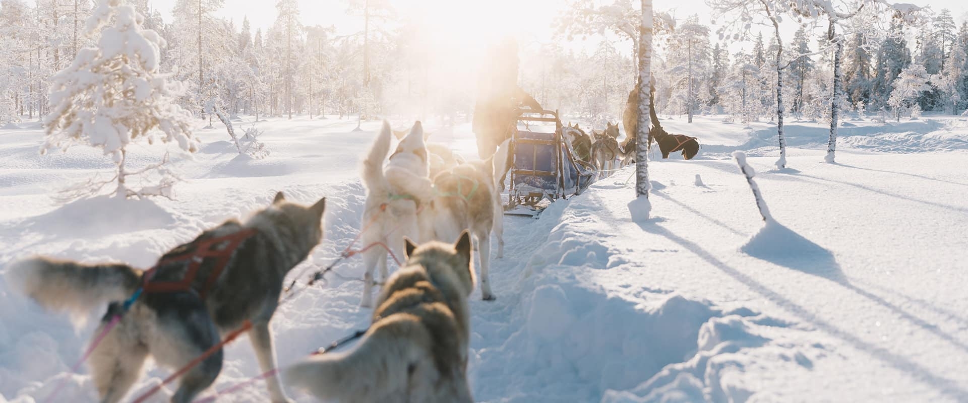Hundspann i vintrigt landskap i granö